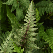 Hardy Fern Athyrium niponicum 'Burgundy Lace'